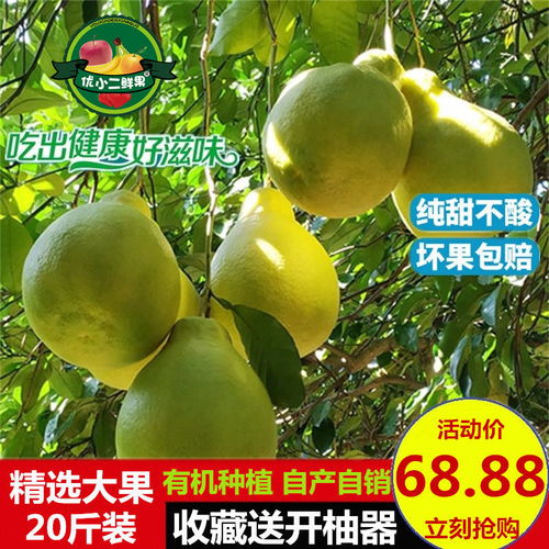 梅州金柚 純甜沙田柚的經(jīng)典之選——廣東梅縣特產(chǎn)批發(fā)指南
